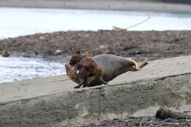 Photos show ‘vicious’ moment dog attacks seal in West London